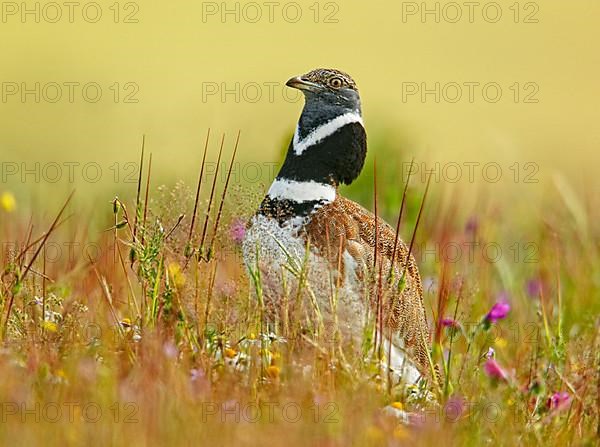 Little bustard