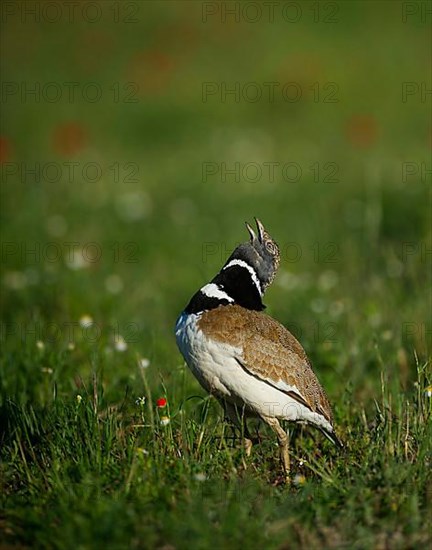 Little bustard