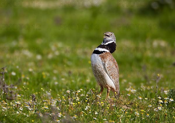 Little bustard