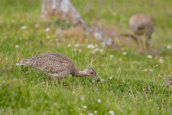 Little bustard