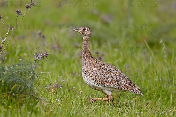 Little bustard