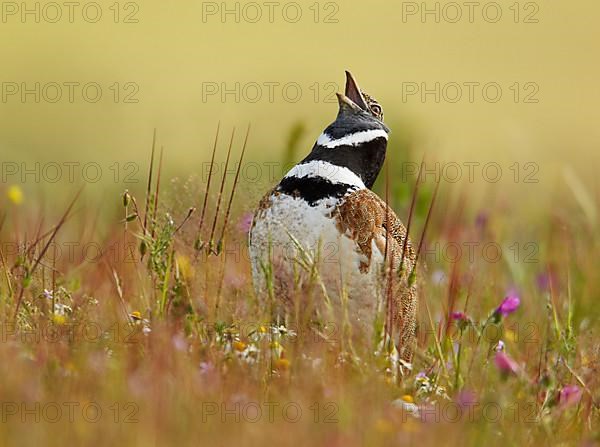 Little bustard