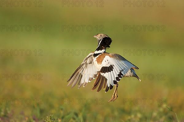 Little bustards