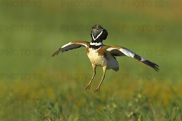 Little bustards