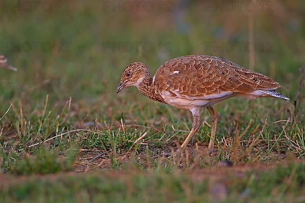 Little Bustard