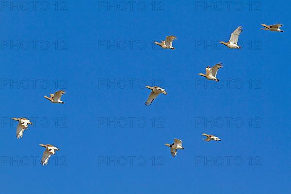 Little Bustard