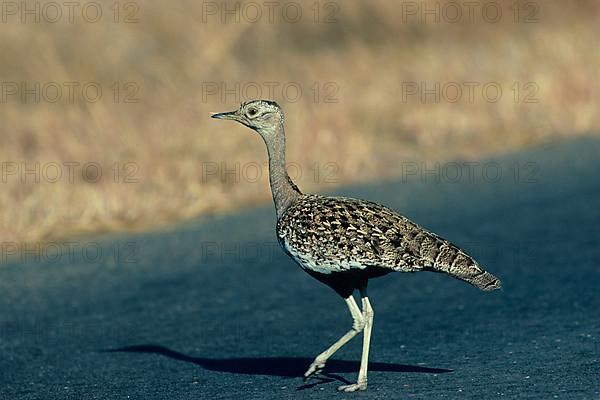 Red Crested Bustard