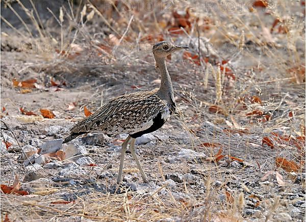 Red-crested Bustard