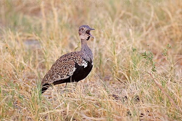 Red Bustard