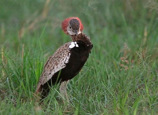 Red-crested korhaans