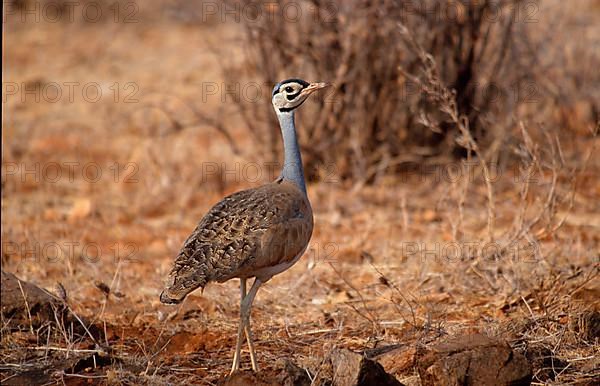 White-bellied Bustard