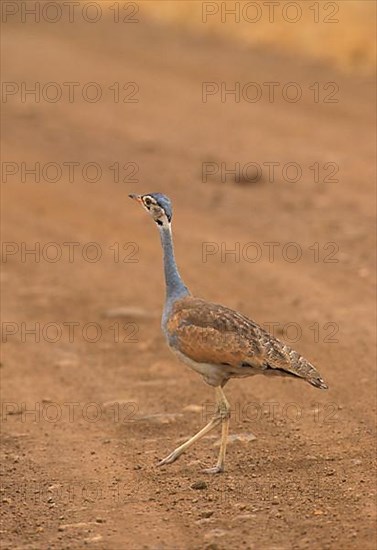 White-bellied bustard