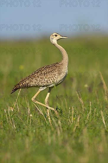 Northern white-bellied bustard