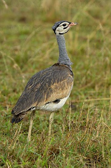 Northern white-bellied bustard