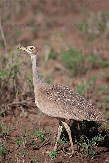 Northern white-bellied bustard