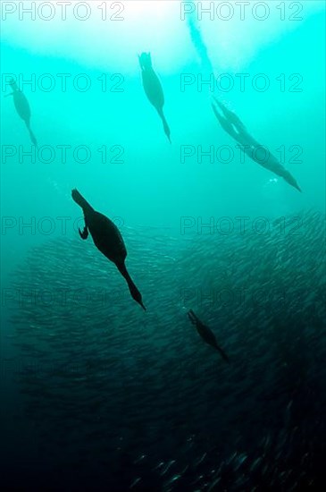 Cape cormorant