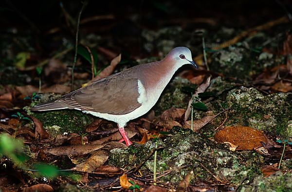 Jamaica Pigeon