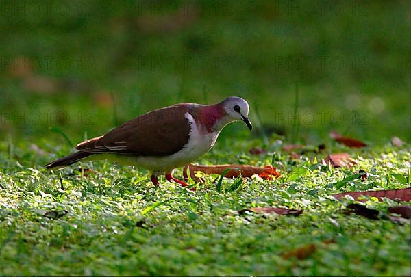 Jamaican Pigeon