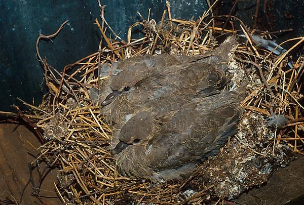 Eurasian collared doves