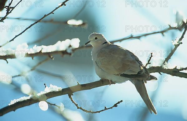 Eurasian Collared Dove