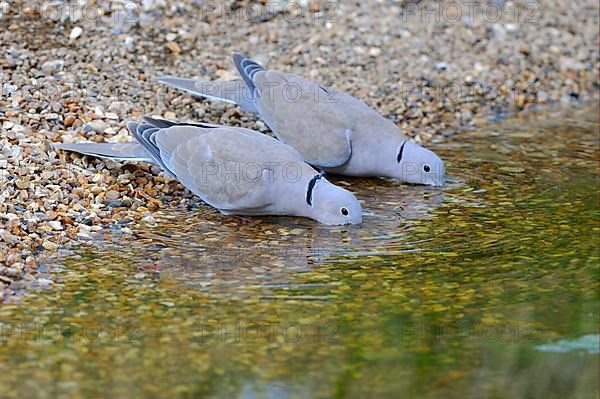 Eurasian collared doves