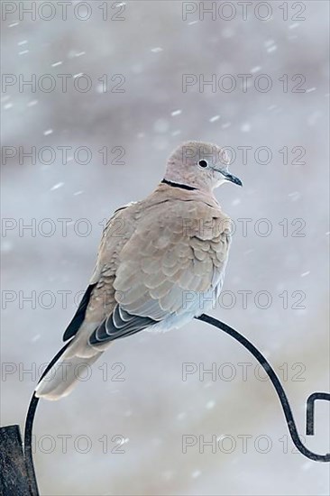 Eurasian Collared Dove