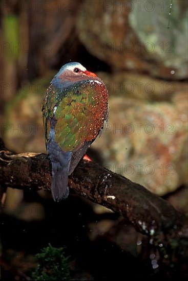 Common emerald dove