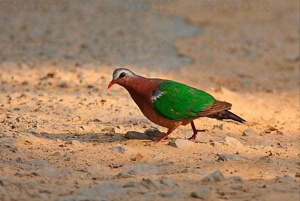 Common emerald dove