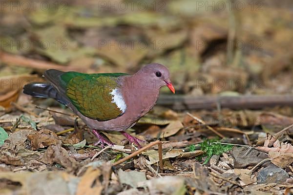 Common emerald dove