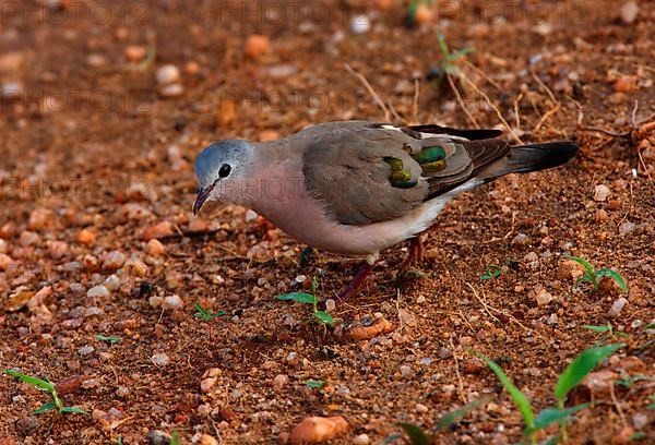 Emerald-spotted emerald-spotted wood dove