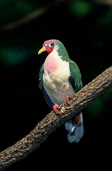 Jambu Fruit Dove