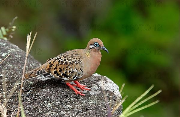 Galapagos dove