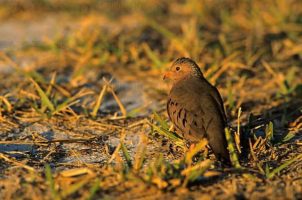 Common ground dove