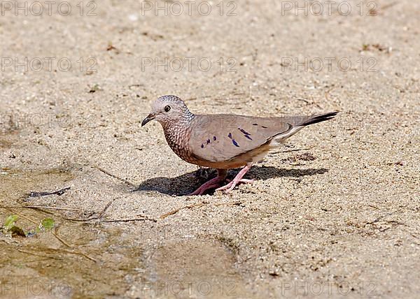 Common common ground dove