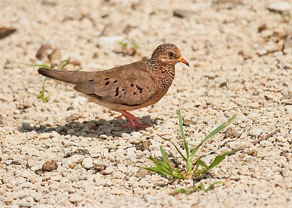 Common ground dove