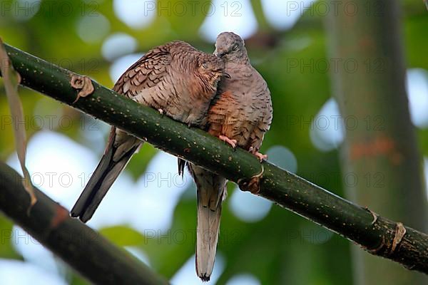 Inca Dove