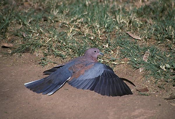 Palm Dove