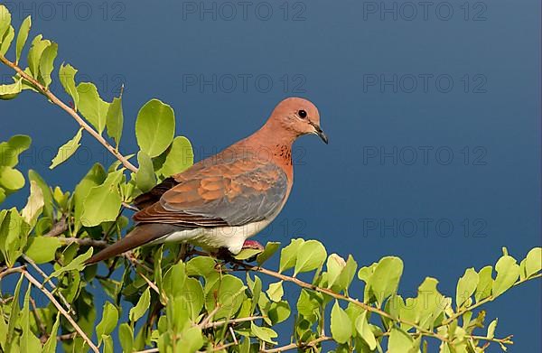 Palm Dove