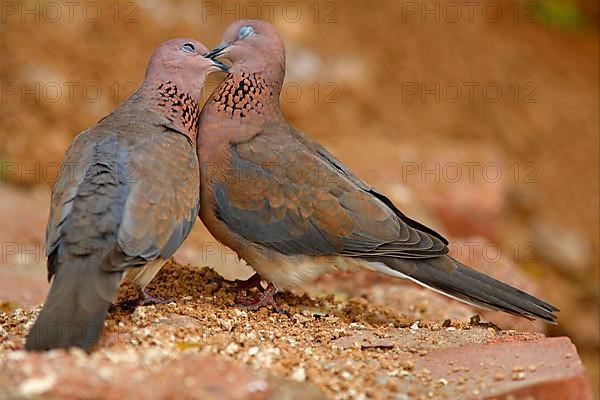 Laughing Dove