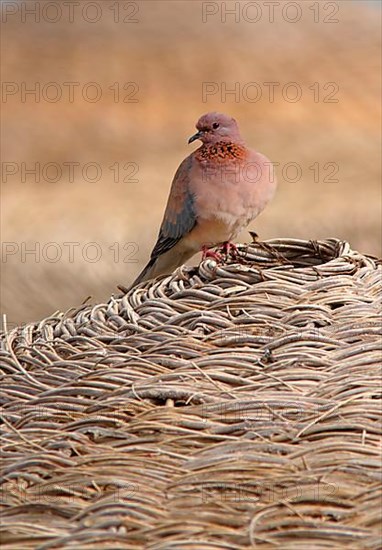 Laughing Dove