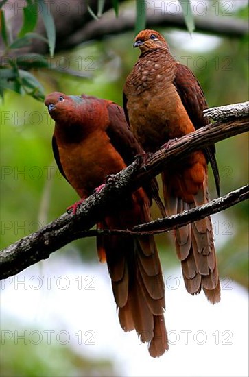 Pink-breasted Cuckoo Dove