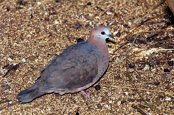 Lemon dove