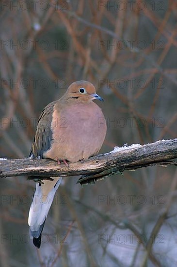 Mourning doves