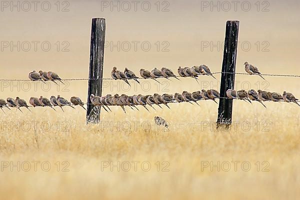 Mourning Dove