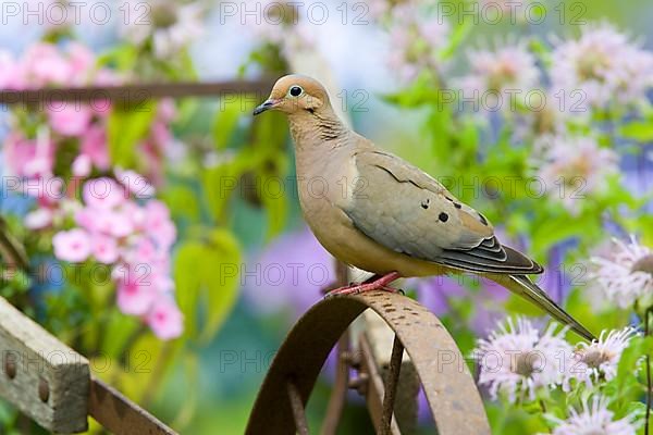 Mourning Dove