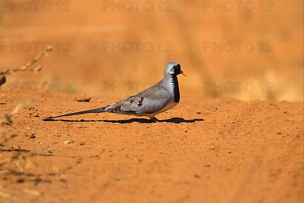 Namaqua dove