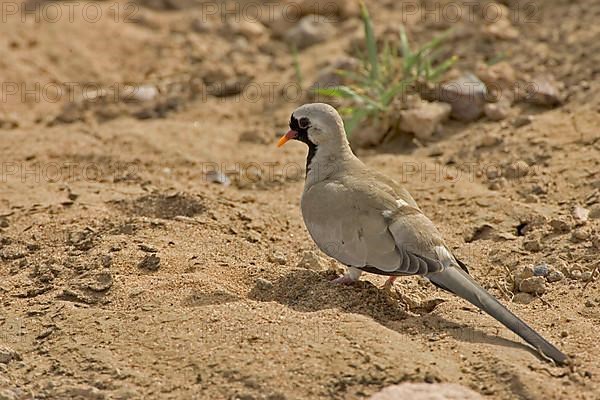 Namaqua dove