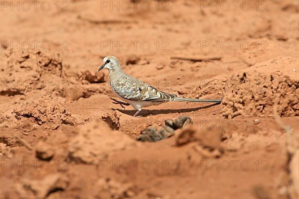 Namaqua Dove