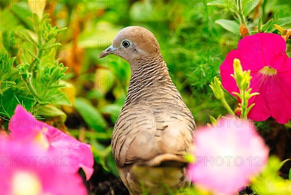 Peaceful Dove