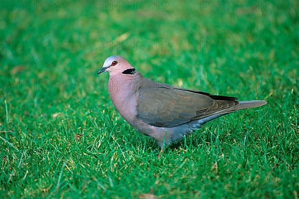 Red-eyed Dove